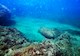 The bottom of the ocean floor. In the foreground is an unexploded bomb covered in algae and in the background is a row of coral. 